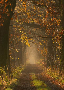 Autumn forest path in mist