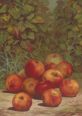 Still Life of Apples in Nature
