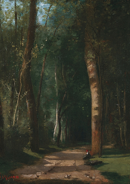 Path through a sun-dappled forest