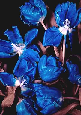 Vibrant Blue Tulips