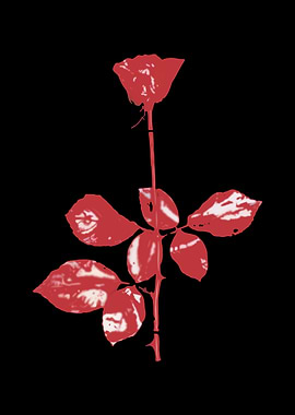 Red Rose on Black Background