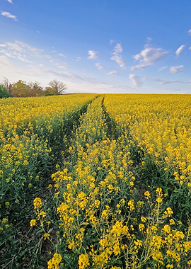 Vast Rapeseed Field Under Blue Sky