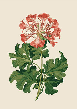 Vintage Coral Geranium Flower Illustration