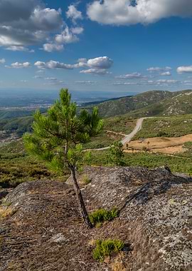 Pine tree on rocky outcrop overlooking valley