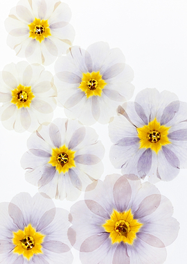 Delicate White and Purple Primrose Flowers