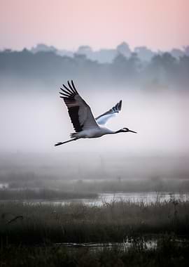Red-crowned crane flying over misty marsh