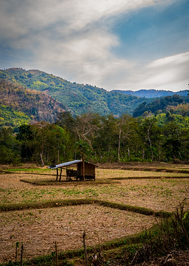 Hut in a Dry Rice Field