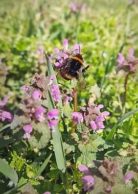 Bumblebee on purple flowers