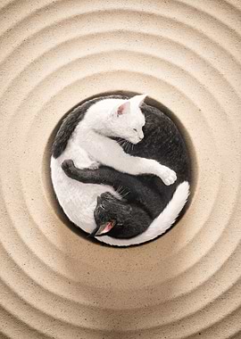Black and White Yin Yang Cats