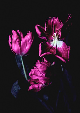 Dark Floral Arrangement of Pink Tulips