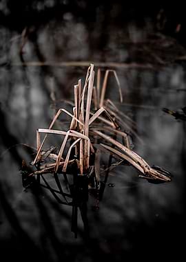 Dry Reeds in Dark Water