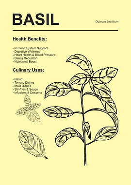 Basil Plant Health and Culinary Uses