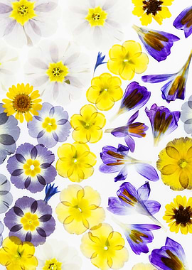 Pressed Flowers Collage