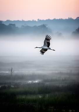 Crane flying over misty marsh at dawn