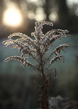 Dried Plant in Backlit Sunlight