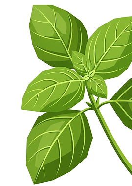 Green Basil Leaves on Stem