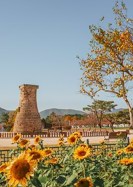 Cheomseongdae Observatory with Sunflowers in Gyeongju, South Korea