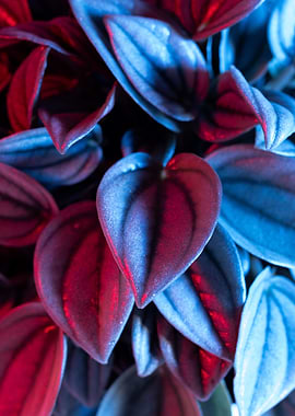 Close-up of Peperomia leaves