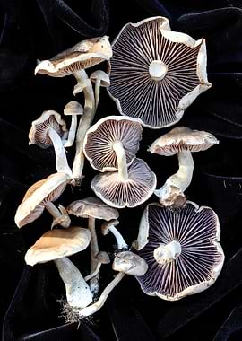 Mushrooms on Black Velvet