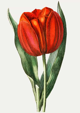 Vintage Red Tulip Illustration