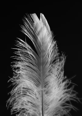 Close-up of a White Feather