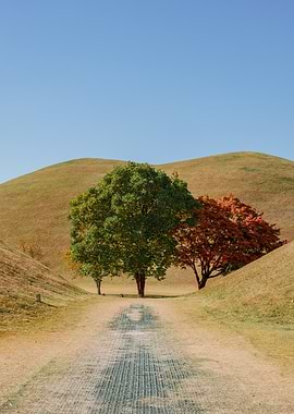 Autumn Trees on Rolling Hills