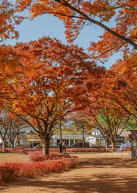 Autumn park in Gyeongju, South Korea