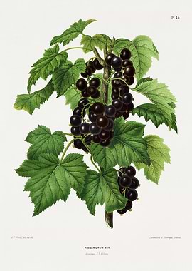 Black Currant Plant Illustration
