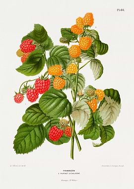 Botanical Illustration of Raspberries