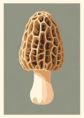 Morel Mushroom Illustration