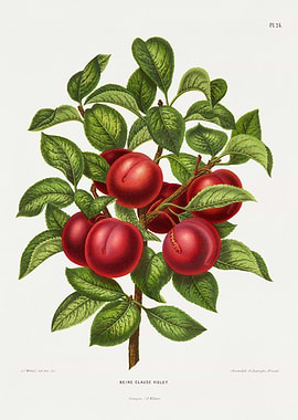 Reine Claude Violet Plum Branch