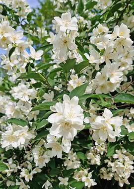 White Jasmine Flowers in Bloom
