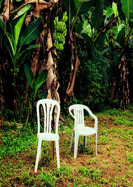 Two white chairs in a banana grove Bad Bunny