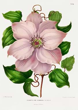 Vintage Clematis Hyb Sieboldia Flower Illustration