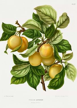 Plum Var. Jefferson Botanical Illustration