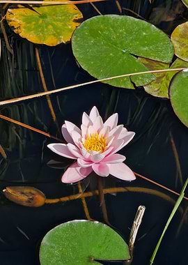 Pink Water Lily in Dark Water