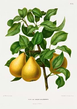 Vintage Pear Illustration