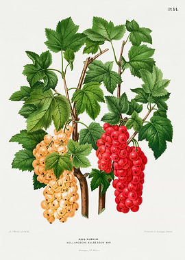 Red and White Currants Botanical Illustration