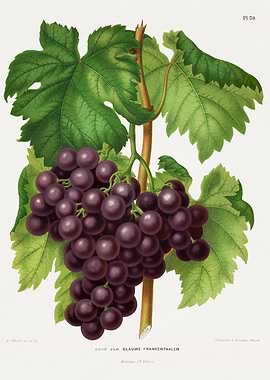 Vintage Illustration of Grapes