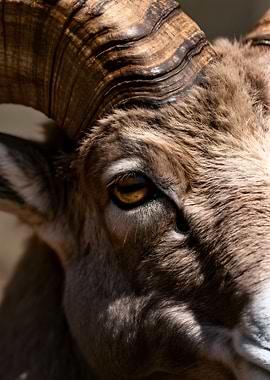 Close-up of a Bighorn Sheep's Eye and Horn