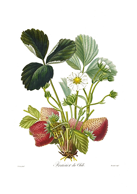 Botanical Illustration of Chilean strawberry