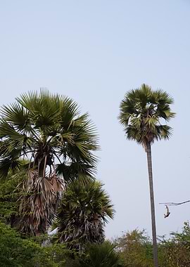 Two Palm Trees Against a Clear Sky