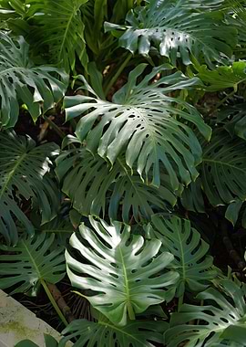 Monstera Deliciosa Leaves