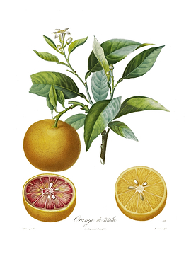 Botanical Illustration of Maltese Oranges