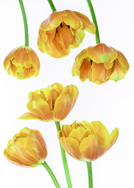 Orange Tulips on White Background