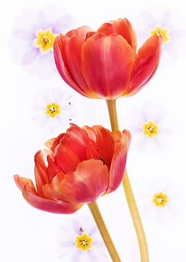 Two Red Tulips with White Flowers