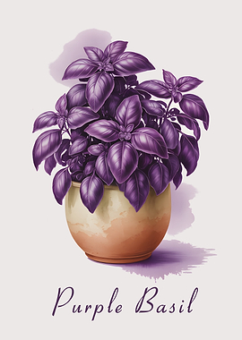 Purple Basil Plant in a Pot