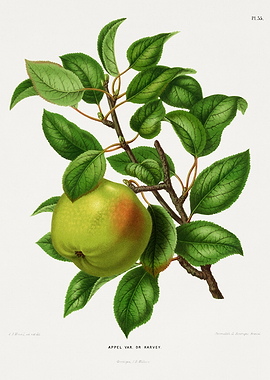 Apple Var. Dr. Harvey Botanical Illustration