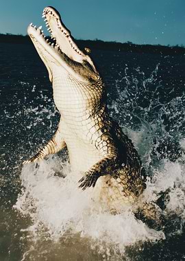 Alligator leaping from water