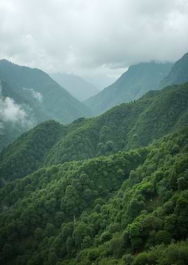 Misty Mountain Forest Landscape